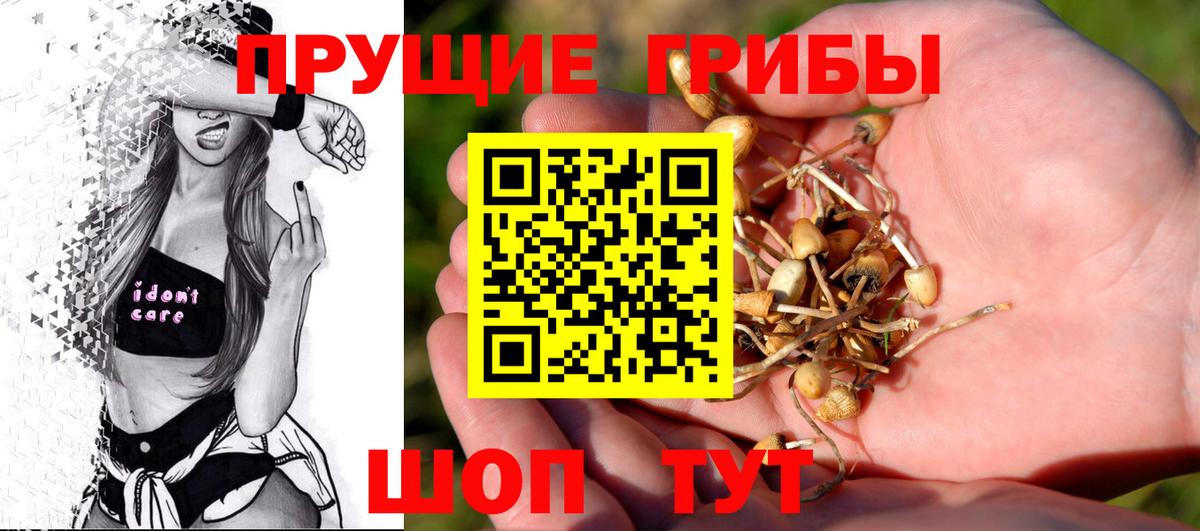 Псилоцибиновые грибы Psilocybe Нальчик